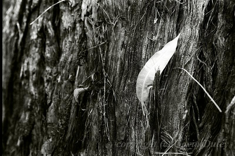 Leaf on tree bark, Springbrook 63470008.JPG